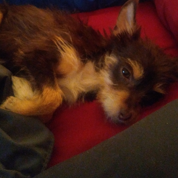 Free Chihuahua Hairs! - Picture 2 of 3